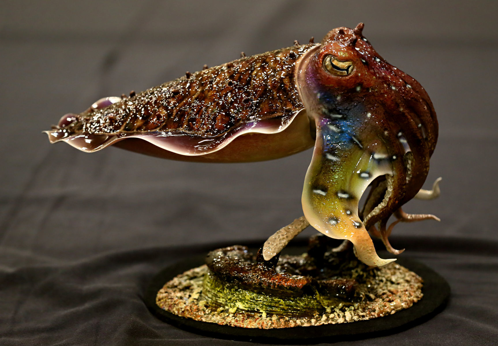 2019 World Taxidermy & Fish Carving Championships in Springfield, Mo.